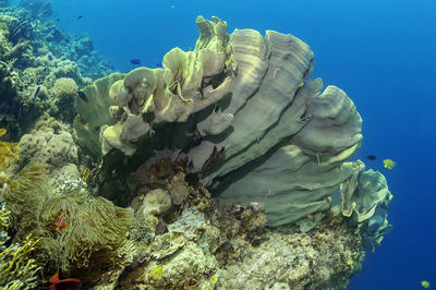 Fish swimming in sea