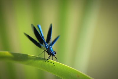 Close-up of damselfly on leaf