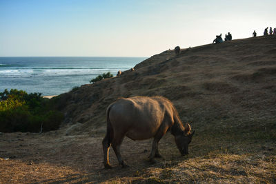 Horses in the sea