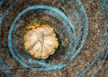 High angle view of fruit on tree stump