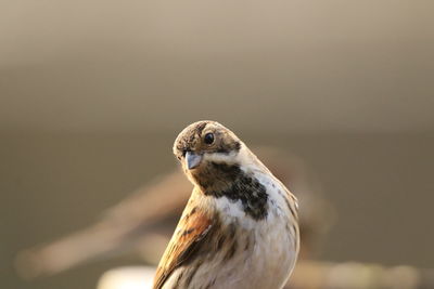 Close-up of a reed bunting perching