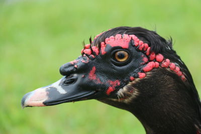 Close-up of a bird head