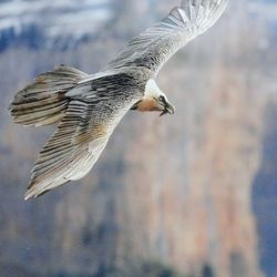 Close-up of bird flying