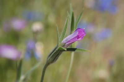 Close-up of purple flowering plant