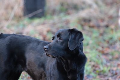 Close-up of dog on field