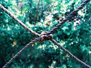 Close-up of ropes tied against trees