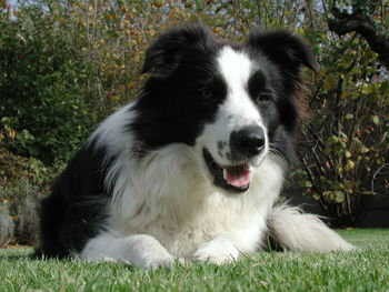 Close-up of dog on grass