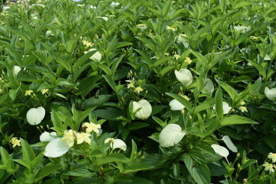 Close-up of white flowering plants on field