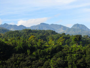 Scenic view of forest and mountains against sky