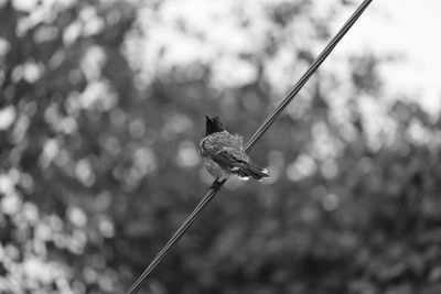 Red-vented bulbul bird on black and white background