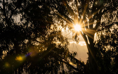 Low angle view of trees against sky during sunset