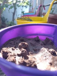 Close-up of potted plant in bowl