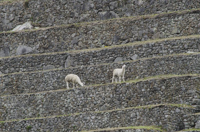 Alpacas at machu picchu