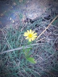 High angle view of yellow flowers blooming on field