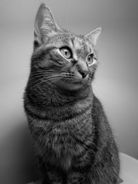 Close-up of a cat looking away