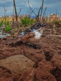 Close-up of a bird looking away