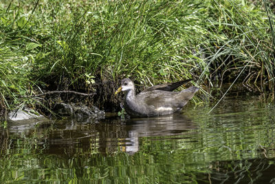 Duck in a lake