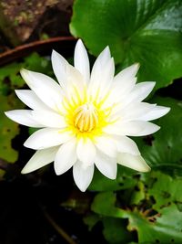 Close-up of white flower