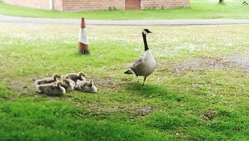 Birds on grassy field