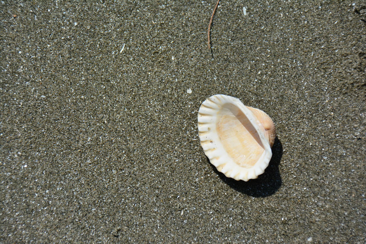 HIGH ANGLE VIEW OF SEASHELL ON SAND