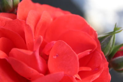 Close-up of red rose flower