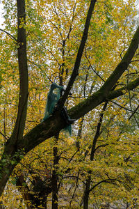 Low angle view of tree during autumn