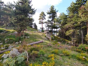 Trees and plants growing on land