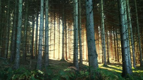 Trees in forest