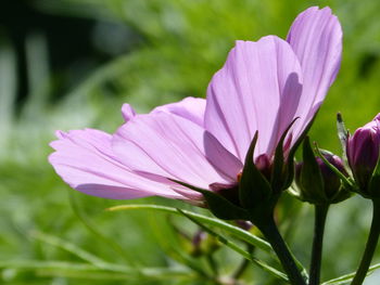 Close-up of pink flowering plant