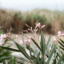 Close-up of plant against sky