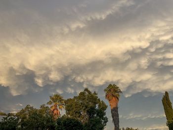 Low angle view of trees against sky