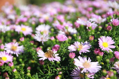 Close-up of pink flowering plants