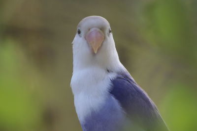 Close-up of a bird