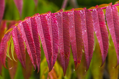 Close-up of plant