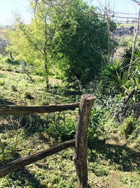 Trees in forest