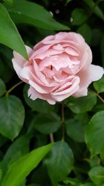 Close-up of pink rose blooming outdoors