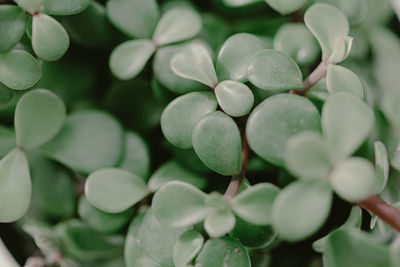 Full frame shot of fresh green plant