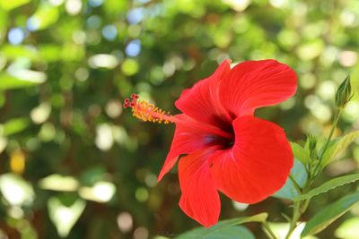 Close-up of red hibiscus flower