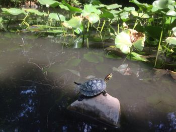 Leaves floating on pond