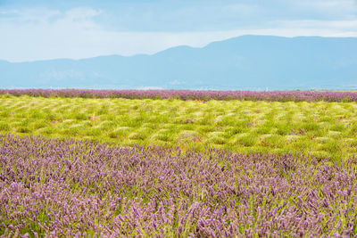 Scenic view of flowering plants on land against sky