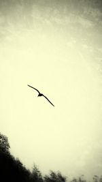 Low angle view of bird flying in sky