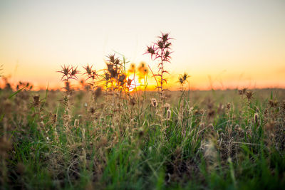 Close-up of wheat growing on field at sunset