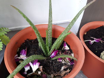 Close-up of potted plant