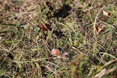 High angle view of bird on field