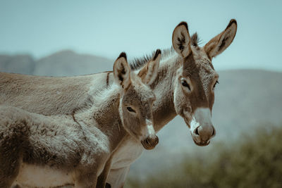 Close-up of two donkeys looking into camera