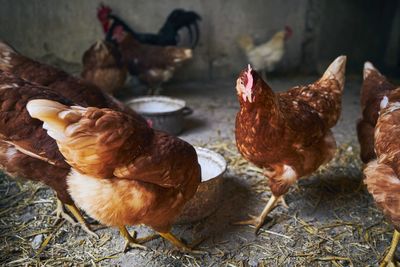 Hens in barn