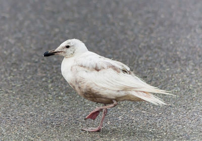 Close-up of seagull on footpath