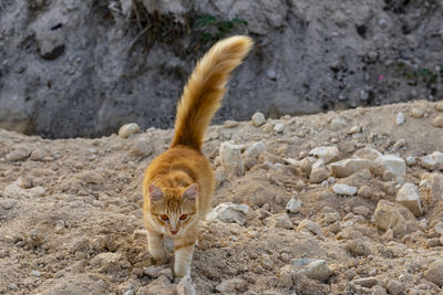 Portrait of a cat on ground