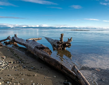 Driftwood on beach