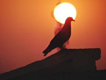 Silhouette bird perching on a orange sun